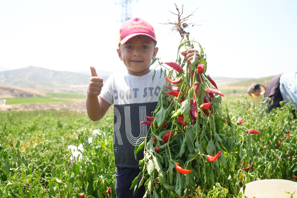 Kilis’te en acı hasat başladı