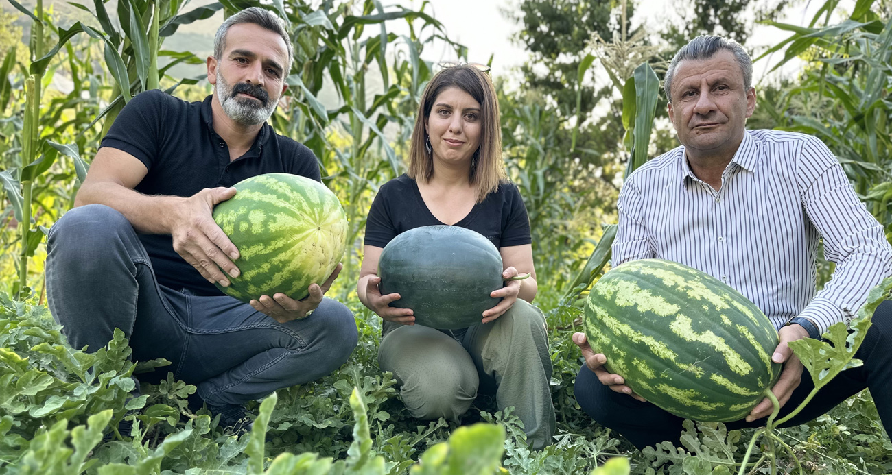 Hem öğretmen hem de çiftçi: Yetiştirdiği karpuzlar 20 kiloya ulaştı