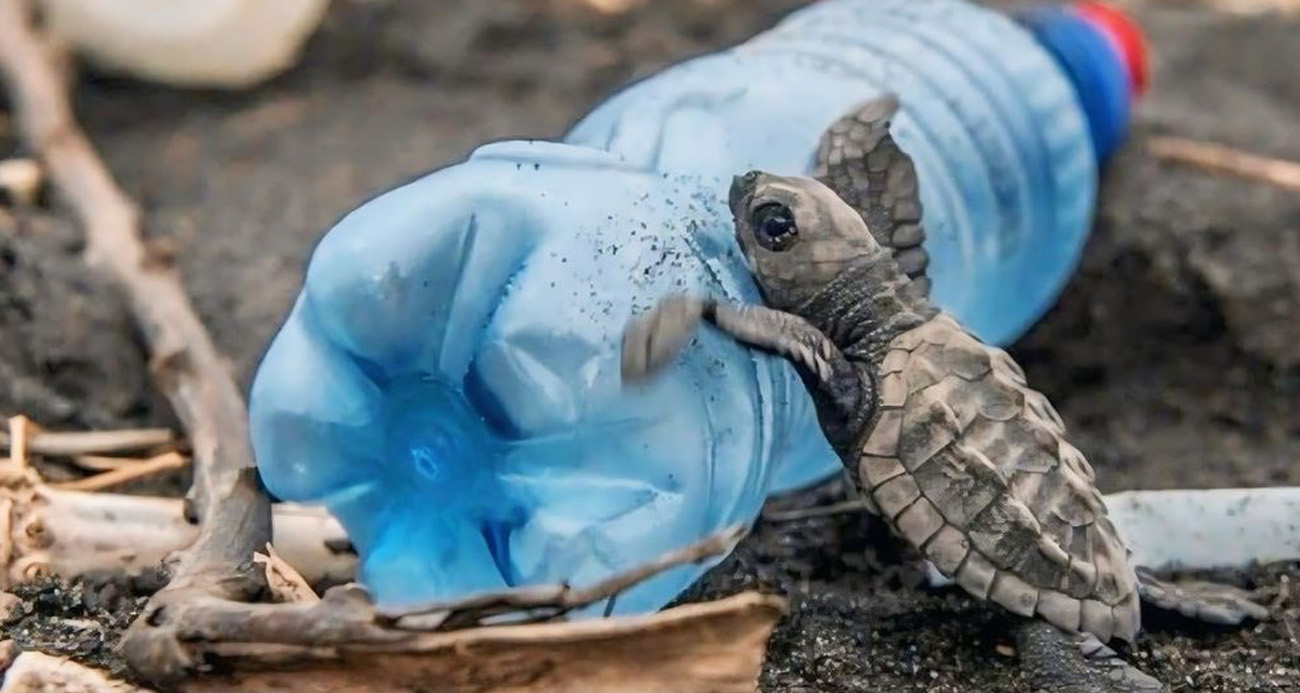 Caretta carettaların plastiklerle mücadelesi