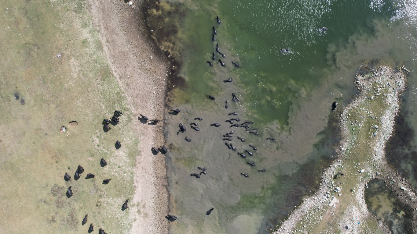 Afrika’yı aratmayan görüntüler İstanbul’da kaydedildi