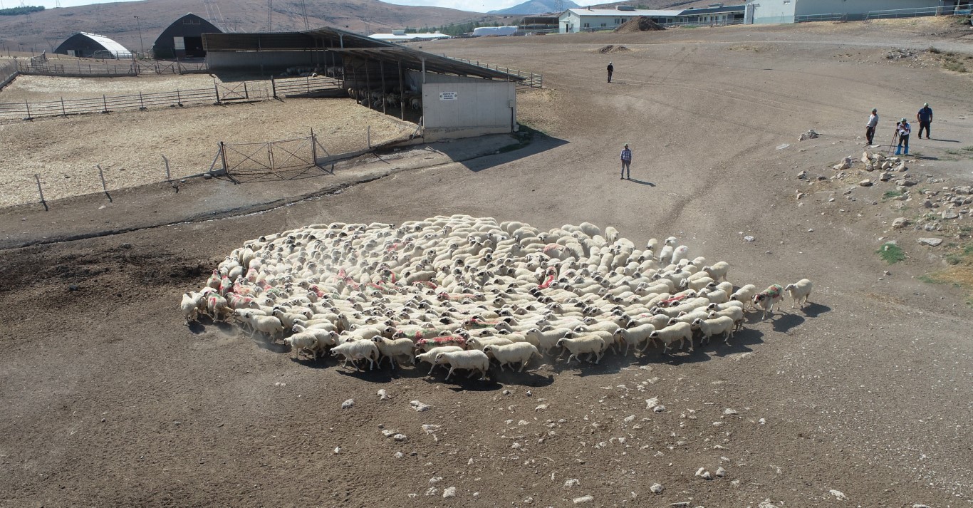Koyunlarla koçlar peş peşe döndü, o anlar havadan görüntülendi