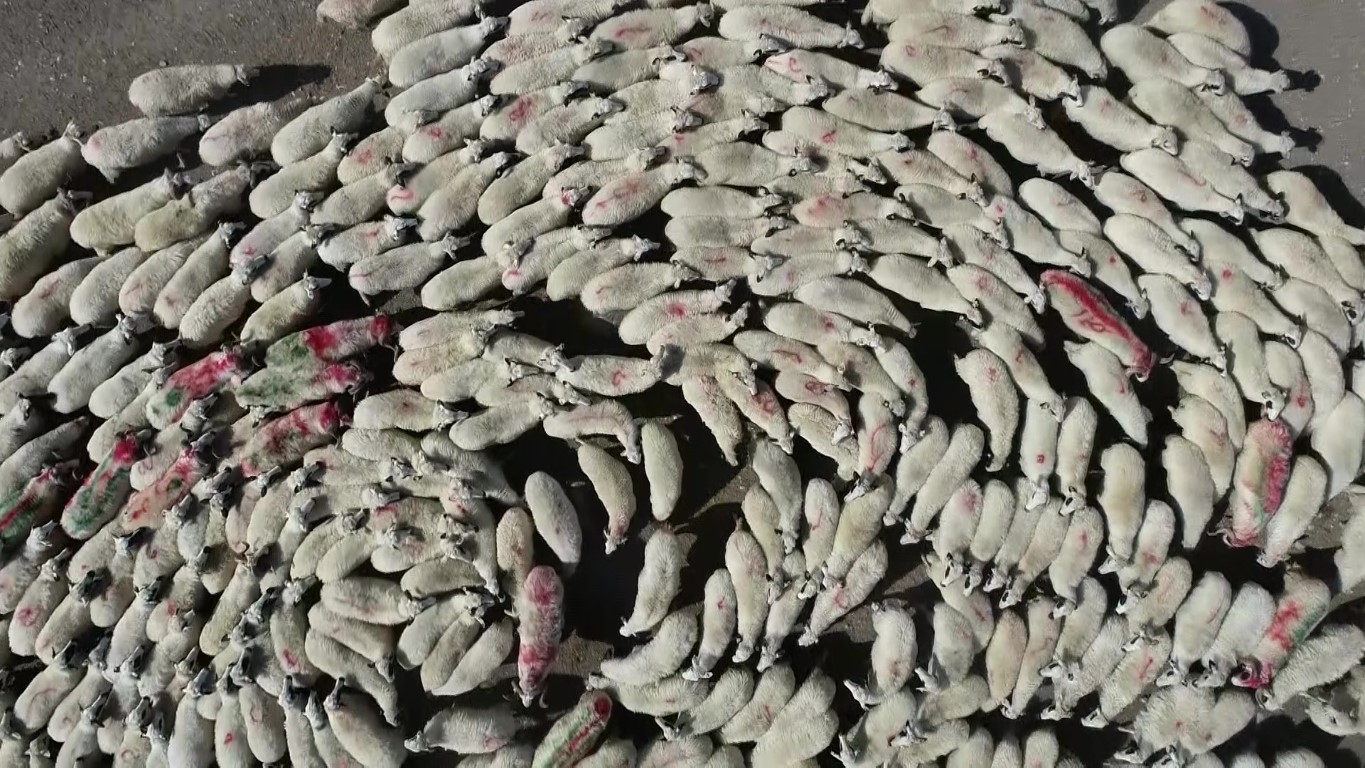 Koyunlarla koçlar peş peşe döndü, o anlar havadan görüntülendi