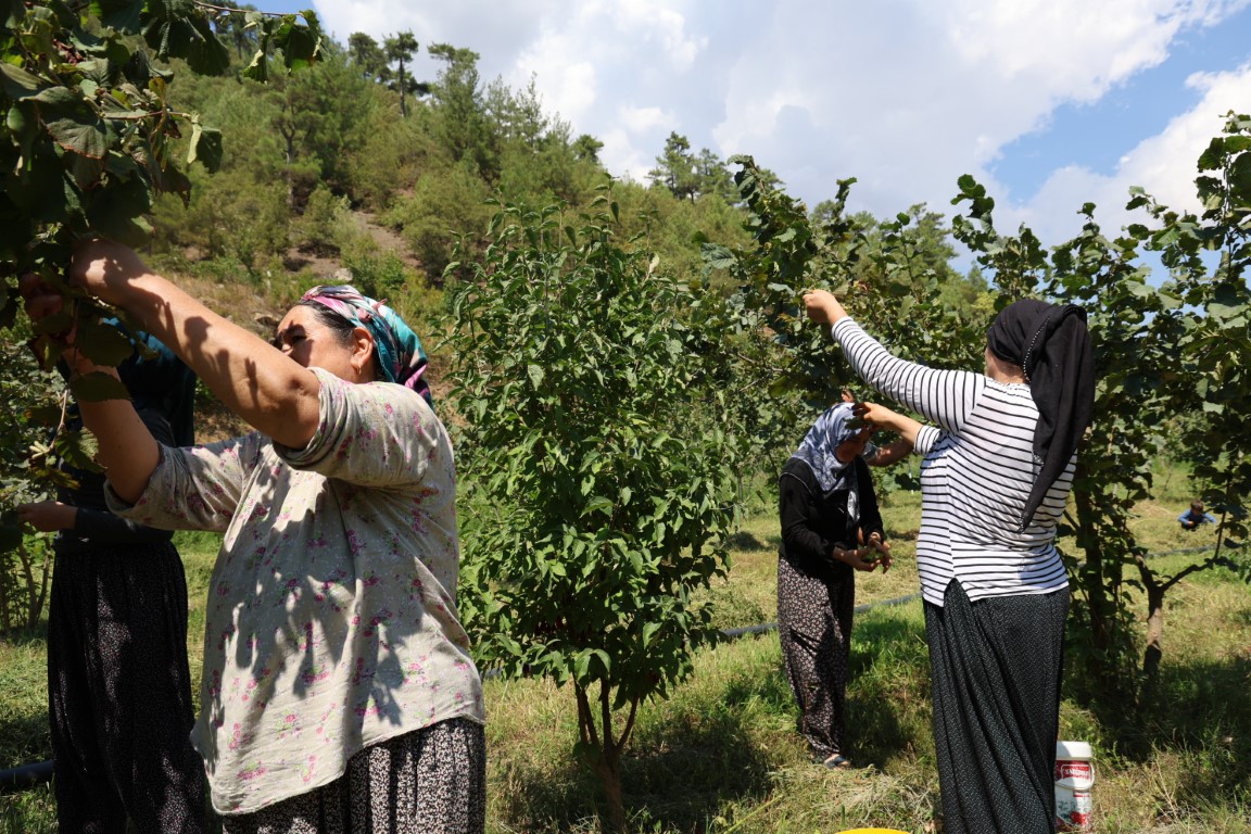 Karadeniz’den aldığı fındık fidesini Adana’da ekti, şimdi hasat ediyor