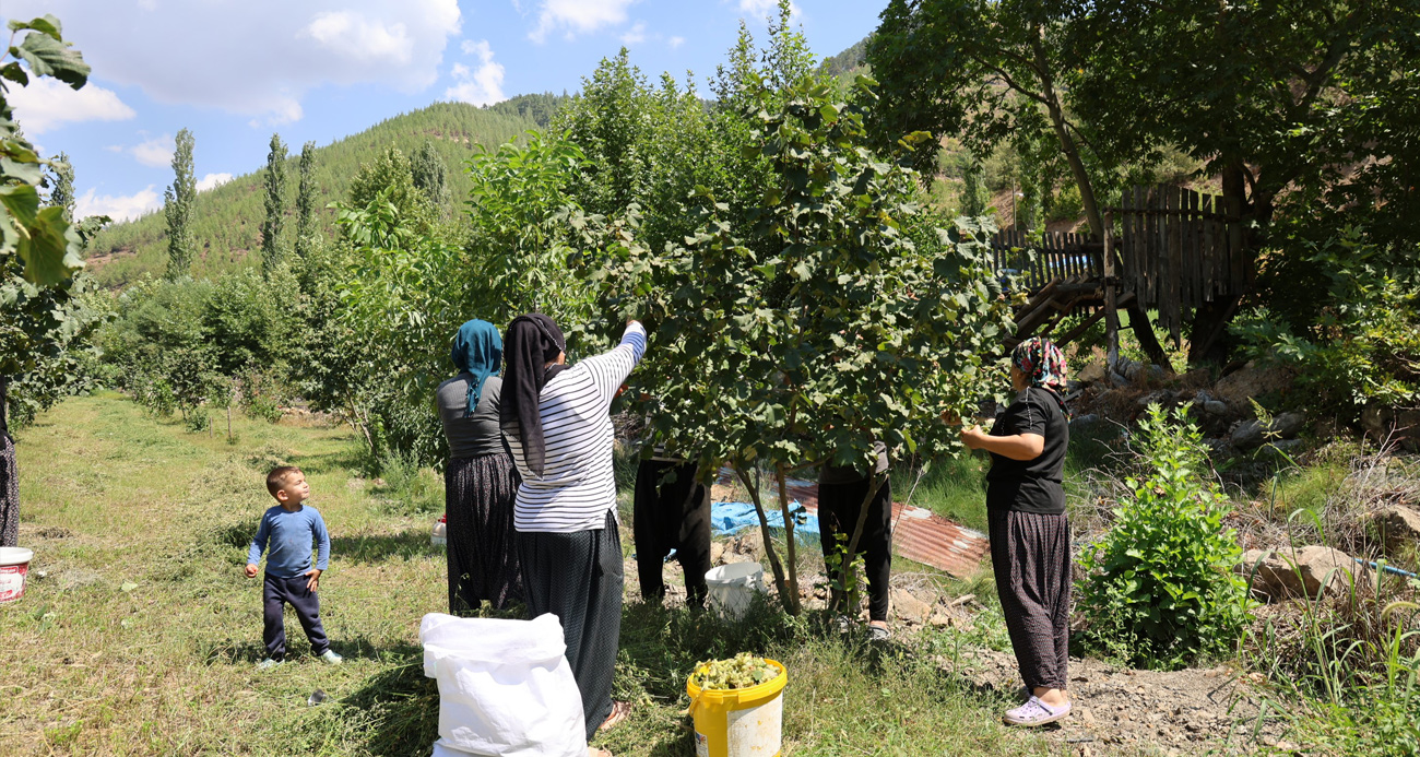 Karadeniz'in fındığı Adana'da!