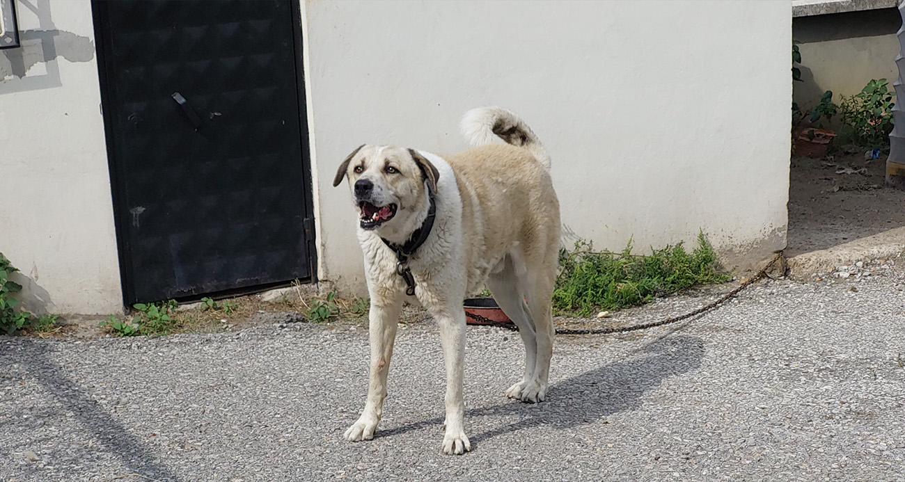 Köpeğin saldırısına uğrayan şahıs kanlar içinde kalarak ölümden döndü