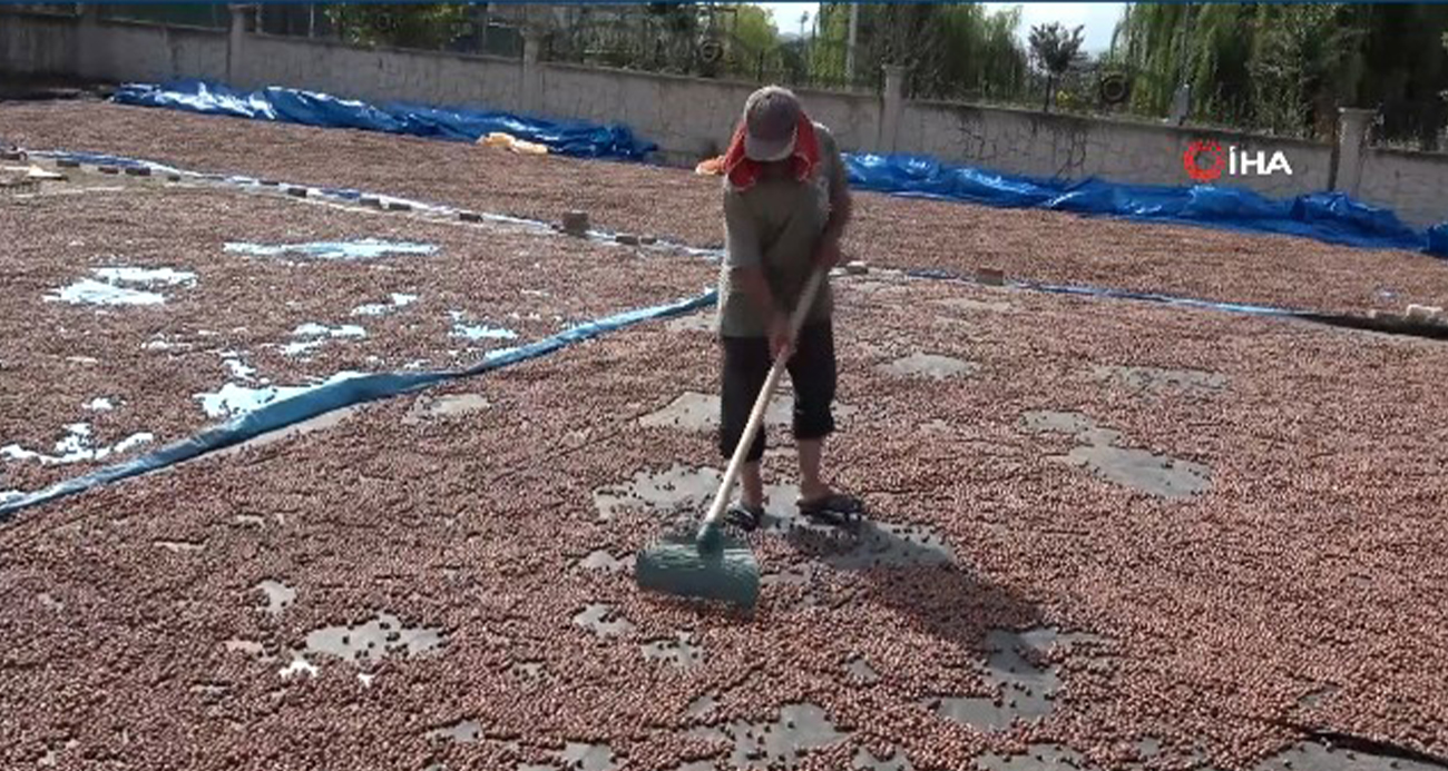 Ordu’da üreticilerin zorlu fındık kurutma mesaisi