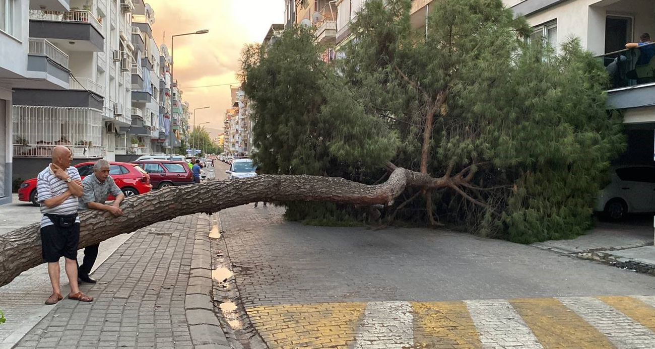 20 metrelik çam ağacı yola devrildi, facianın eşiğinden dönüldü