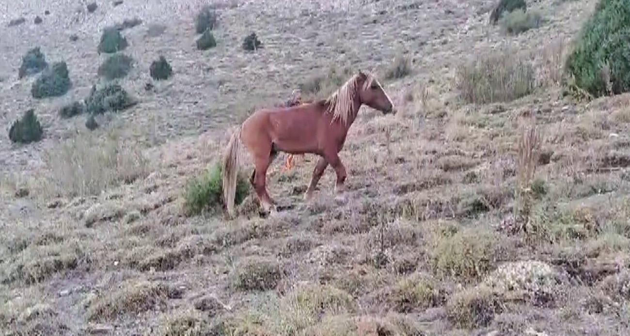 Yozgat’ta ayağı kırılan yılkı atına jandarmadan şefkat eli