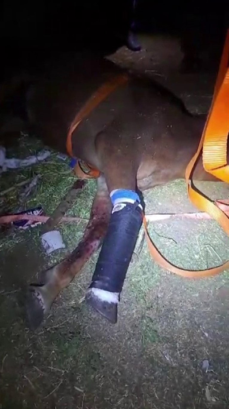 Yozgat’ta ayağı kırılan yılkı atına jandarmadan şefkat eli