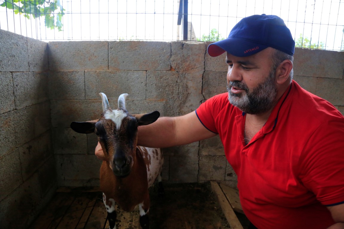 Başına çuval geçen cüce keçi, diğer keçilerin kabusu oldu