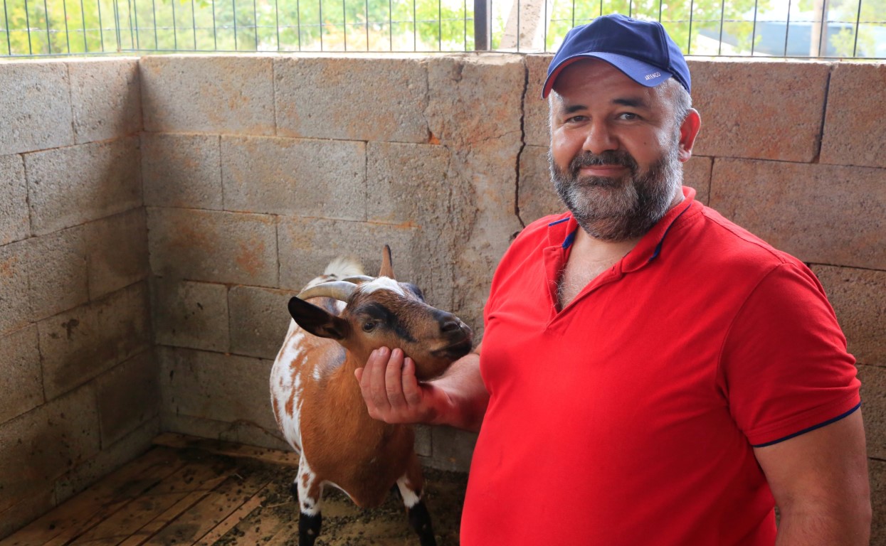 Başına çuval geçen cüce keçi, diğer keçilerin kabusu oldu