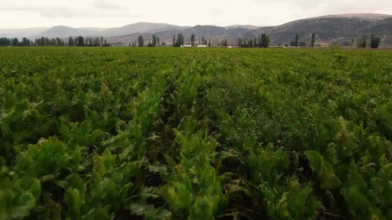 Amasya Şeker Fabrikası 71 yıldır üretimde: Şeker pancarının tatlı yolculuğu