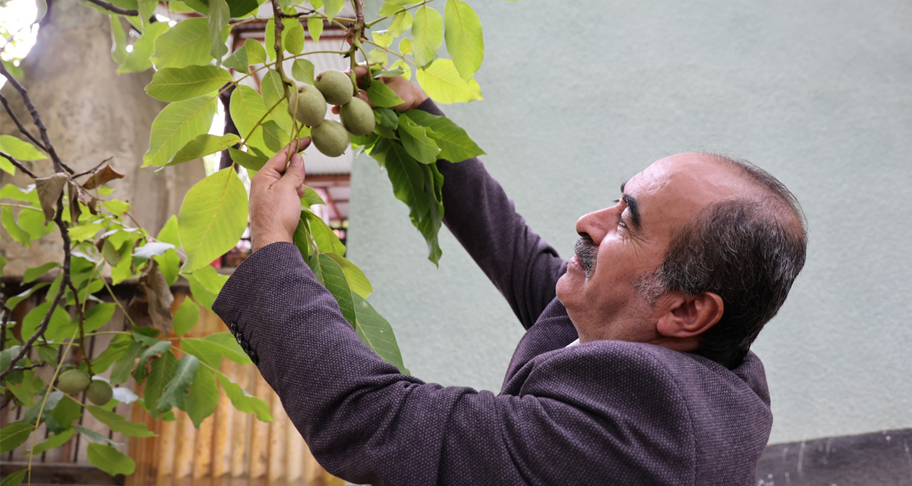 Küresel ısınma cevizi de vurdu