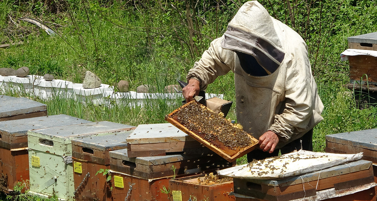 1 kilo balın arıcıya maliyeti 128 TL: 250 liradan ucuz olan ürünler bal diye satın alınmamalı