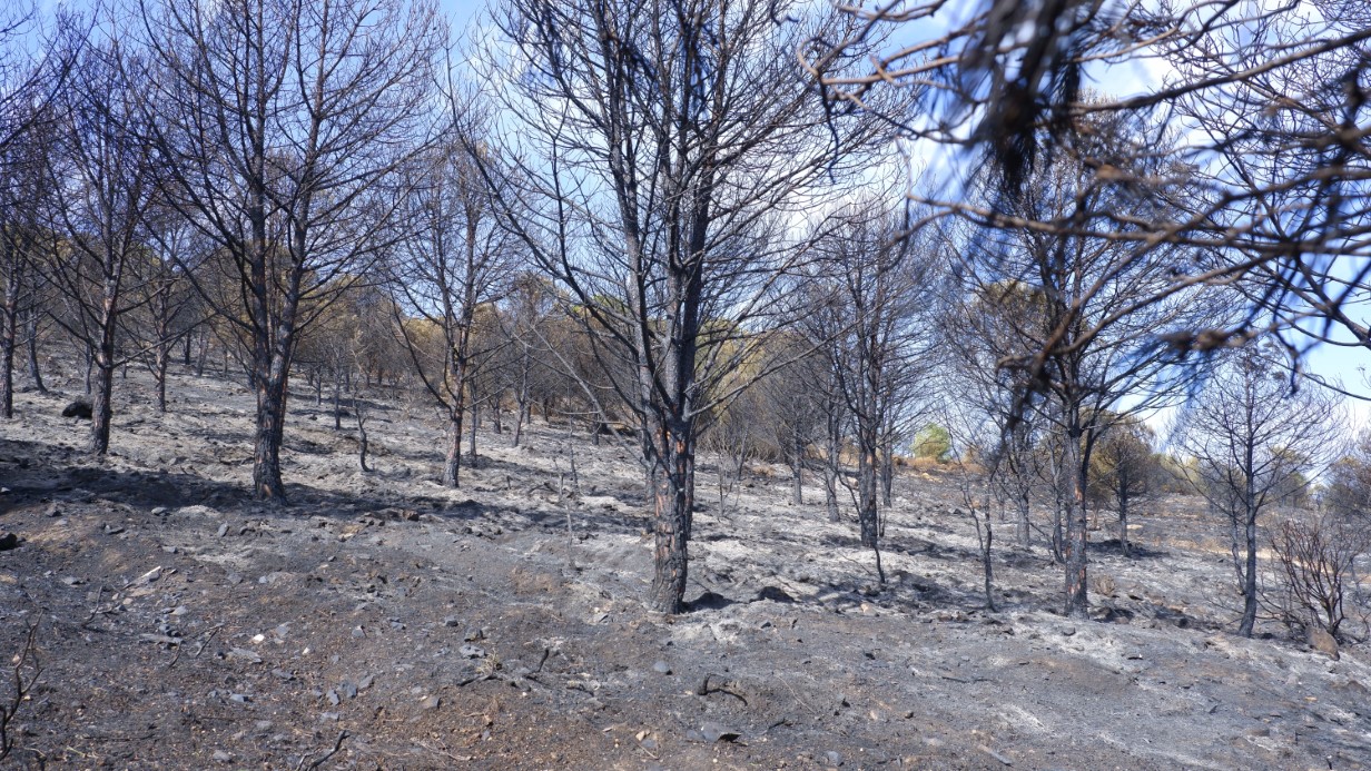 Foça yangınında hasarın boyutu havadan görüntülendi