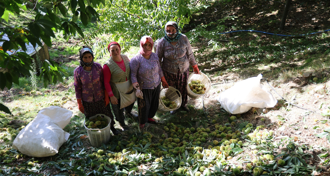 Aydın dağlarında kestane hasadı telaşı başladı