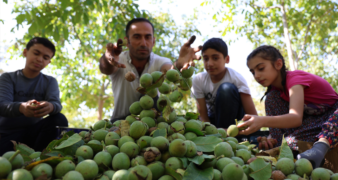 Elazığ’da ceviz hasadı başladı