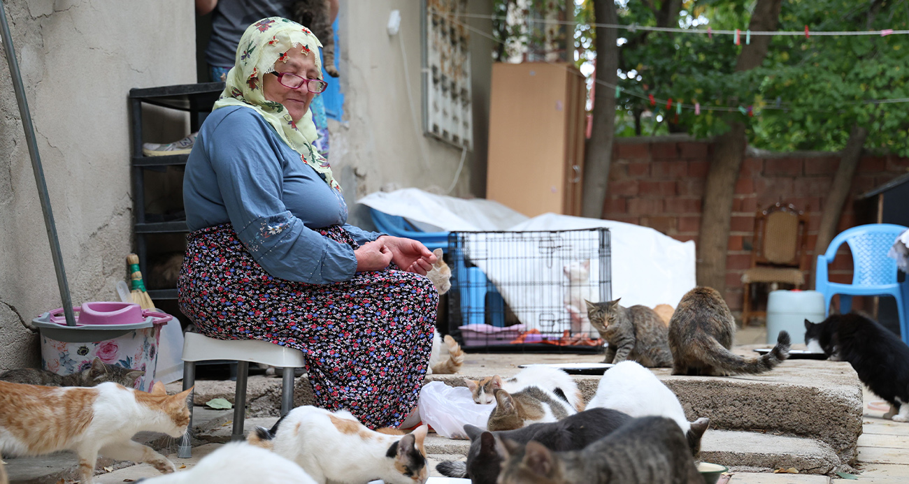 Ömrünü kedilere adadı: 11 yıldır 70 kediye bakıyor