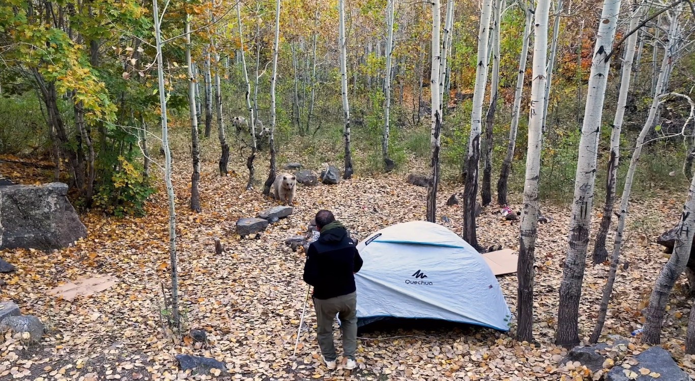Piknikçilerin çadırına dadanan ayılar dron kamerasına yakalandı