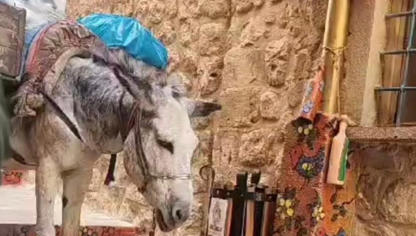Mardin’de kadrolu eşeklerin zorlu mesaisi