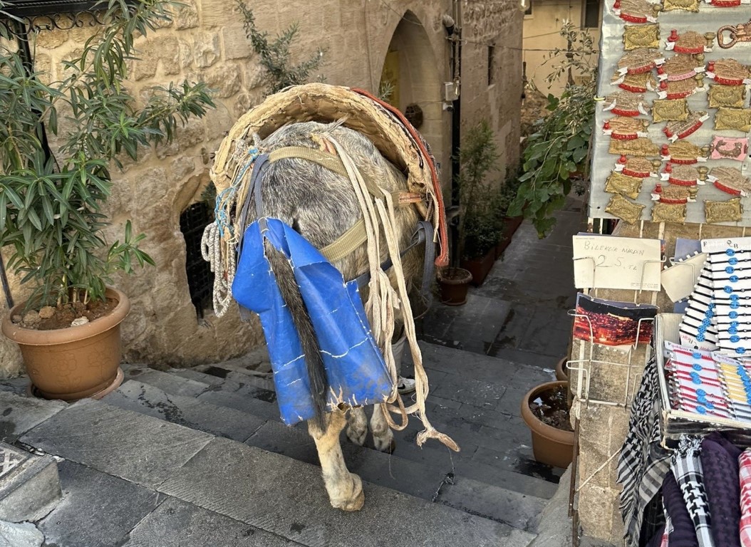 Mardin’de kadrolu eşeklerin zorlu mesaisi