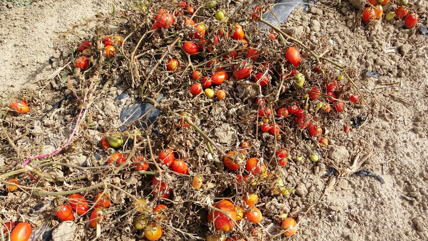 Soğuk hava tarlaları vurdu, tonlarca sebze dondu