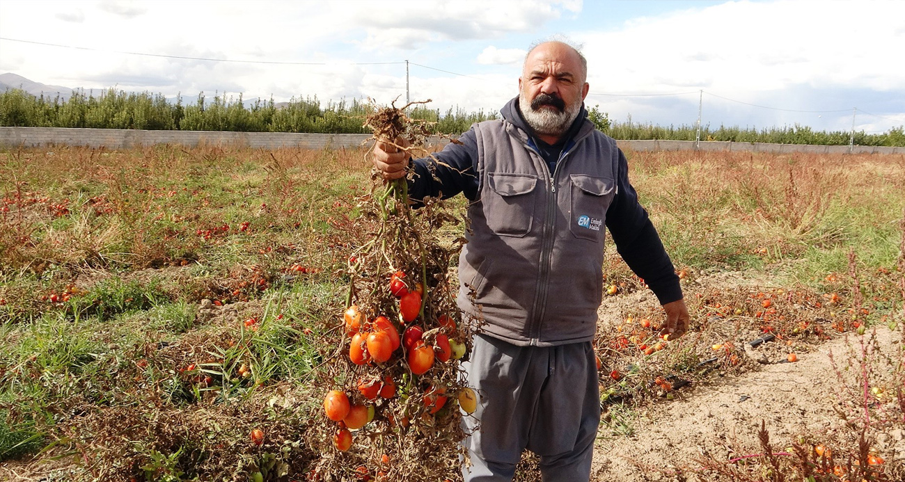 Soğuk hava tarlaları vurdu, tonlarca sebze dondu