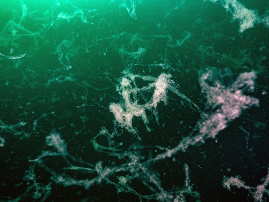 Marmara Denizi’nde müsilaj yeniden görüldü