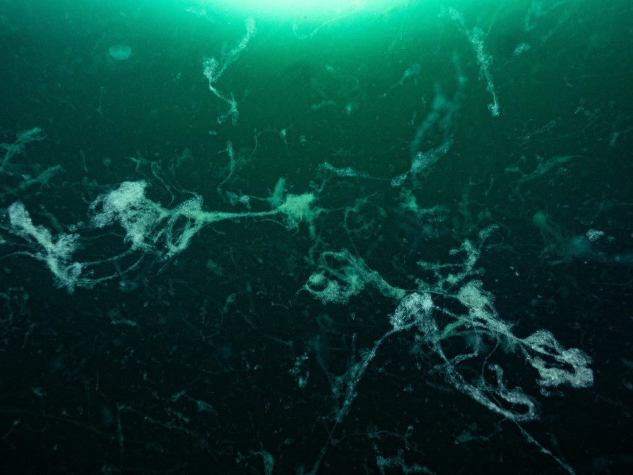 Marmara Denizi’nde müsilaj yeniden görüldü