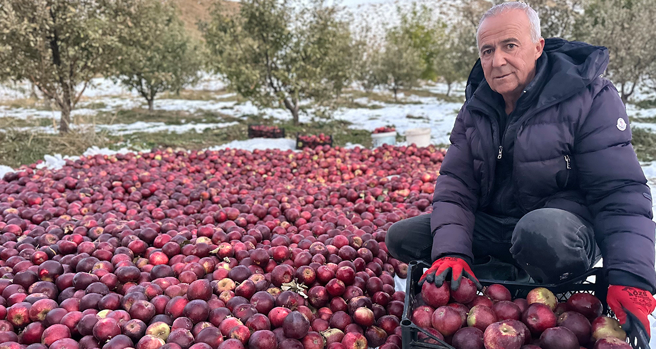 Karlı dağlarda zorlu elma hasadı