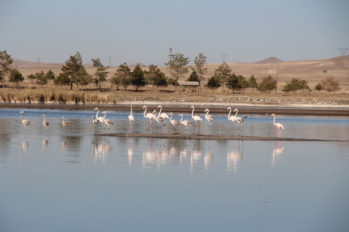 Ulaş Gölü’nde flamingo sürprizi, kuraklıkla boğuşan göl renklendi