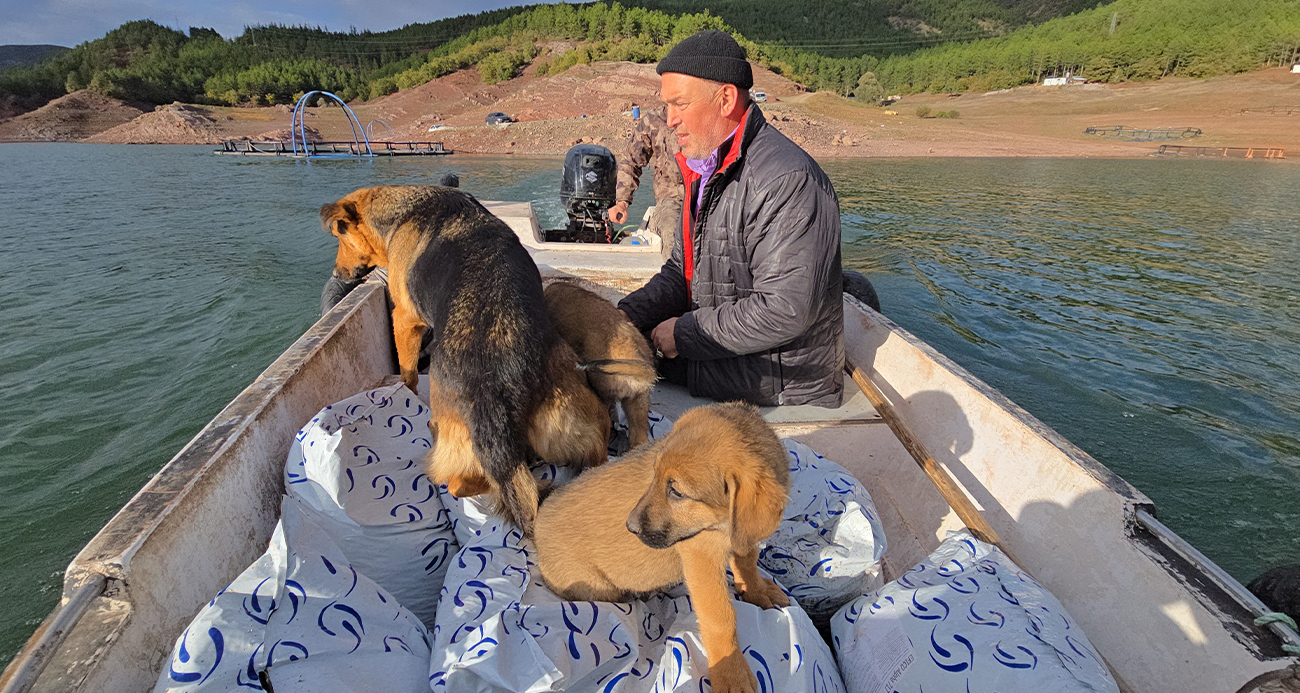 Balıkçı ile köpeklerin sıra dışı arkadaşlığı