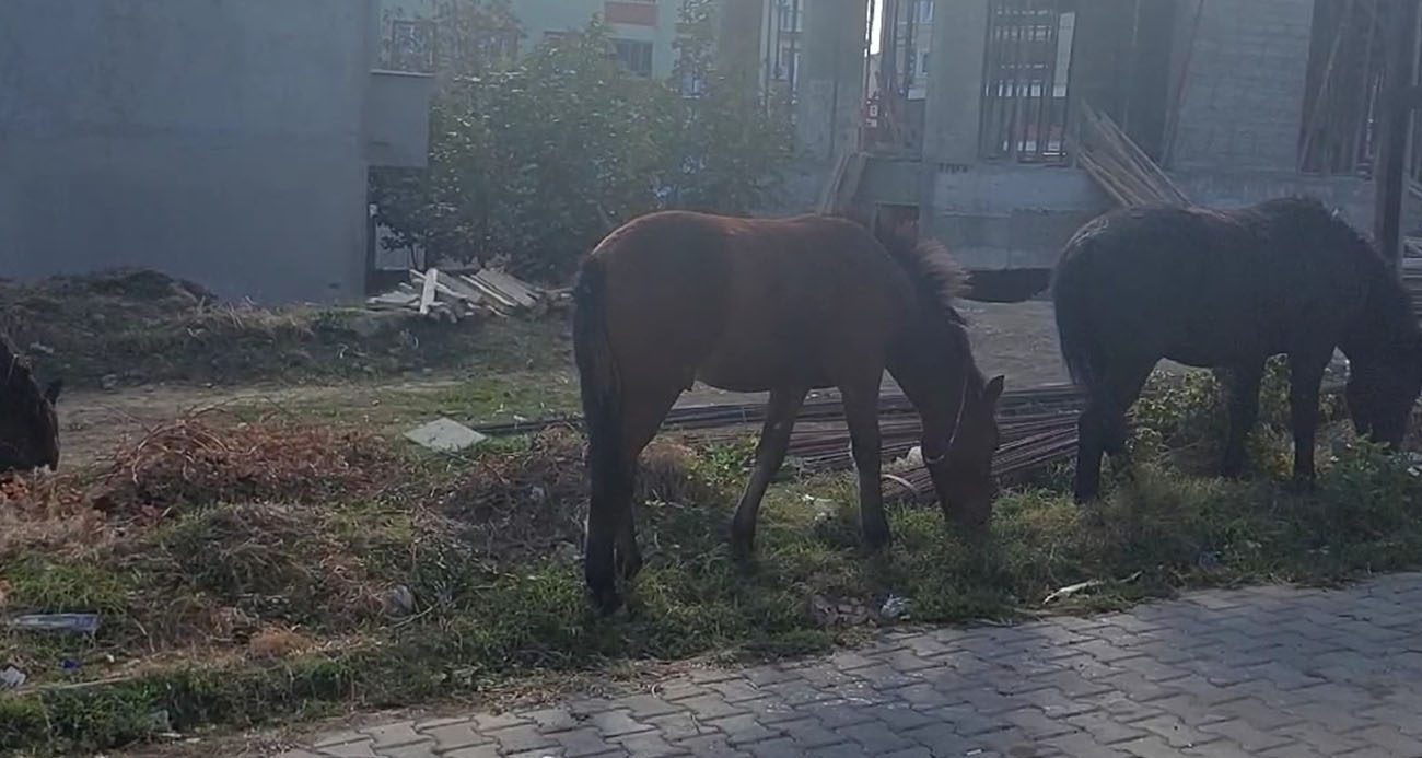 Tekirdağ sokaklarında bu kez başıboş atlar gezintide