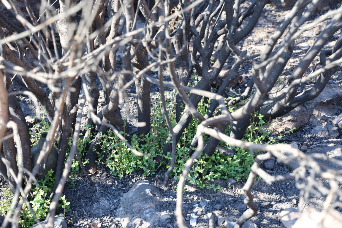 İzmir’de büyük yangından sonra dikkat çeken görüntü: Doğa kendini yeniliyor