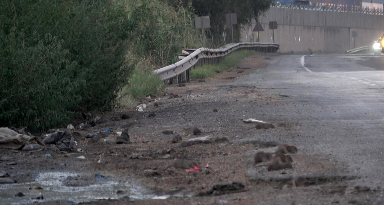 Araçlardan dökülen tahıllarla beslenen fareler, kara yolunu adeta istila etti