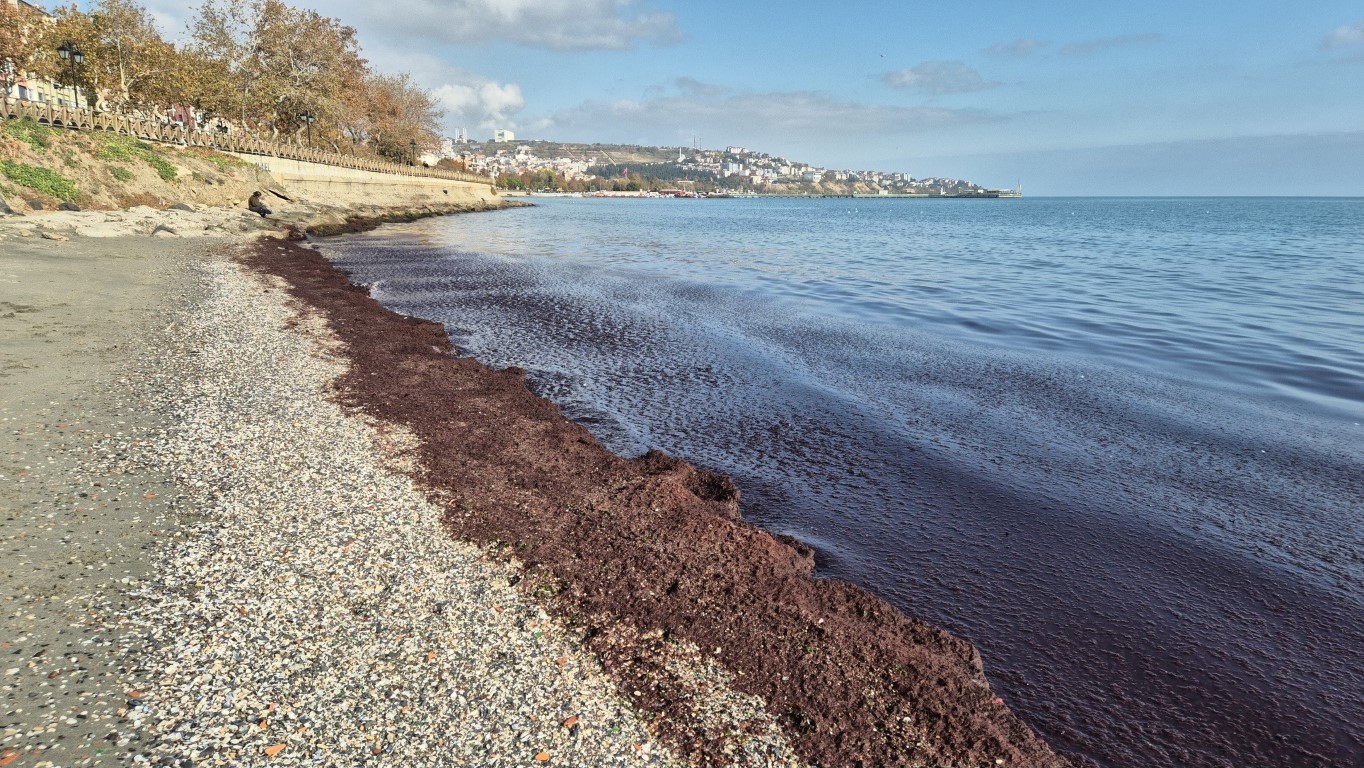 Denizde kızıl tablo