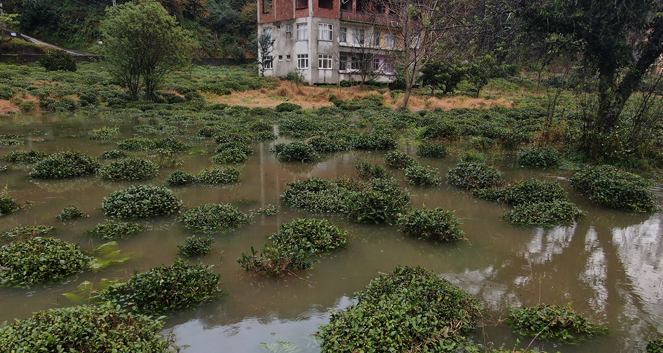 Rize’deki şiddetli yağıştan tarım arazileri de nasibini aldı