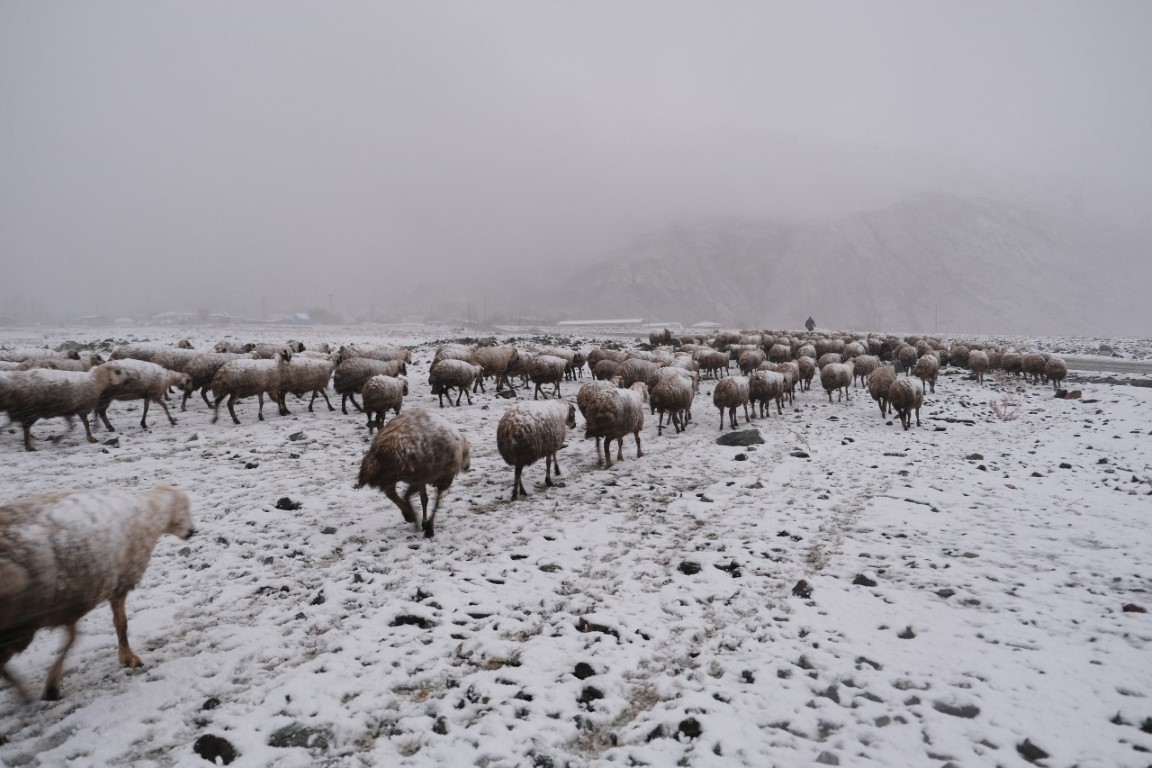 Yaylalardan indirilmeye başlanan koyun sürüsü tipiye yakalandı