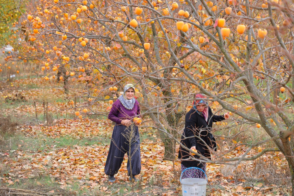 Bahçede 25, markette 80 lira