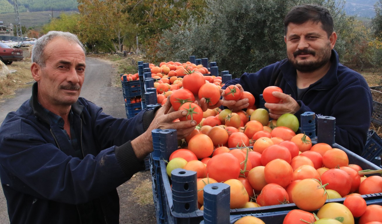 Bu sezon üreticisinin yüzü güldü: Kış mevsiminde açıkta domates hasadı sürüyor