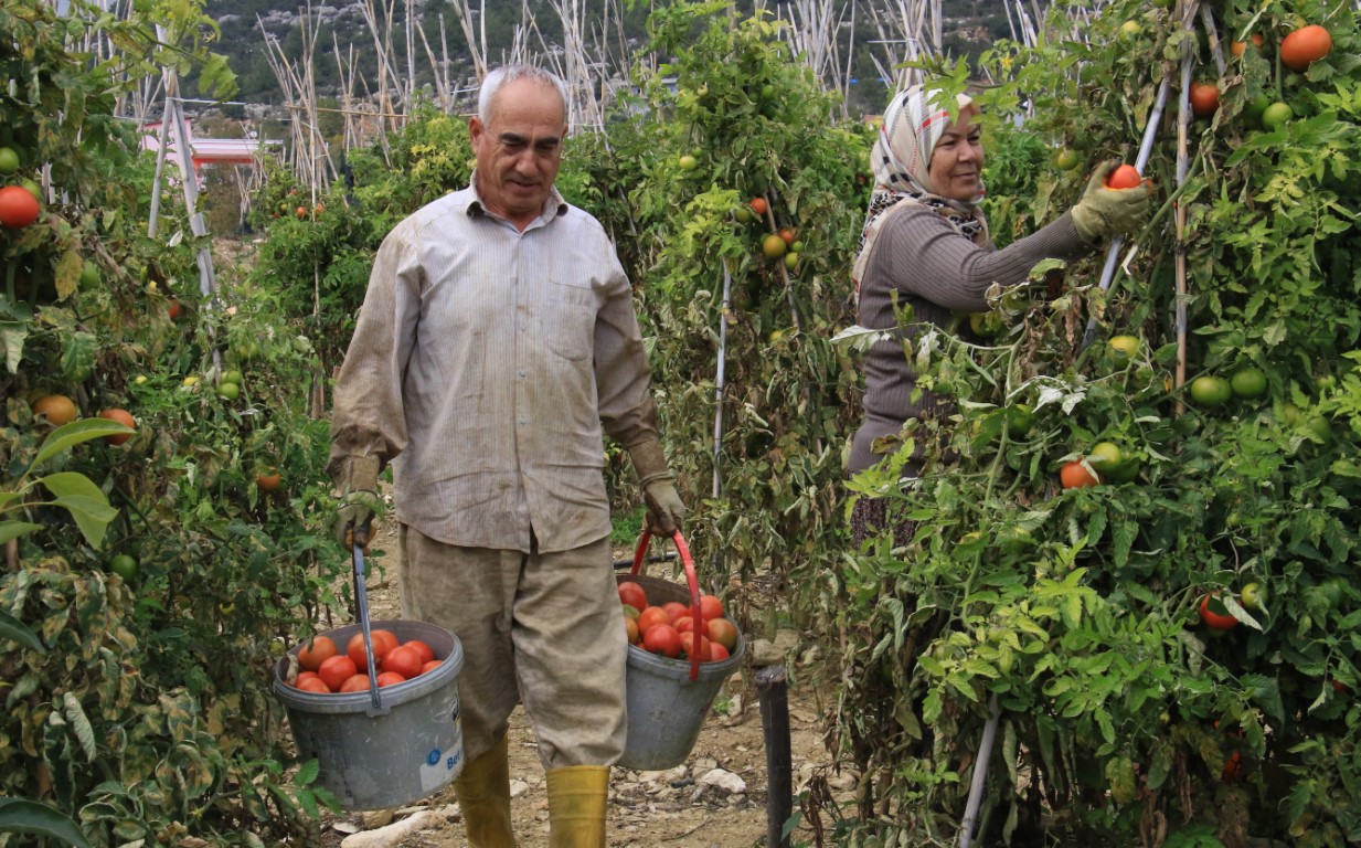 Bu sezon üreticisinin yüzü güldü: Kış mevsiminde açıkta domates hasadı sürüyor