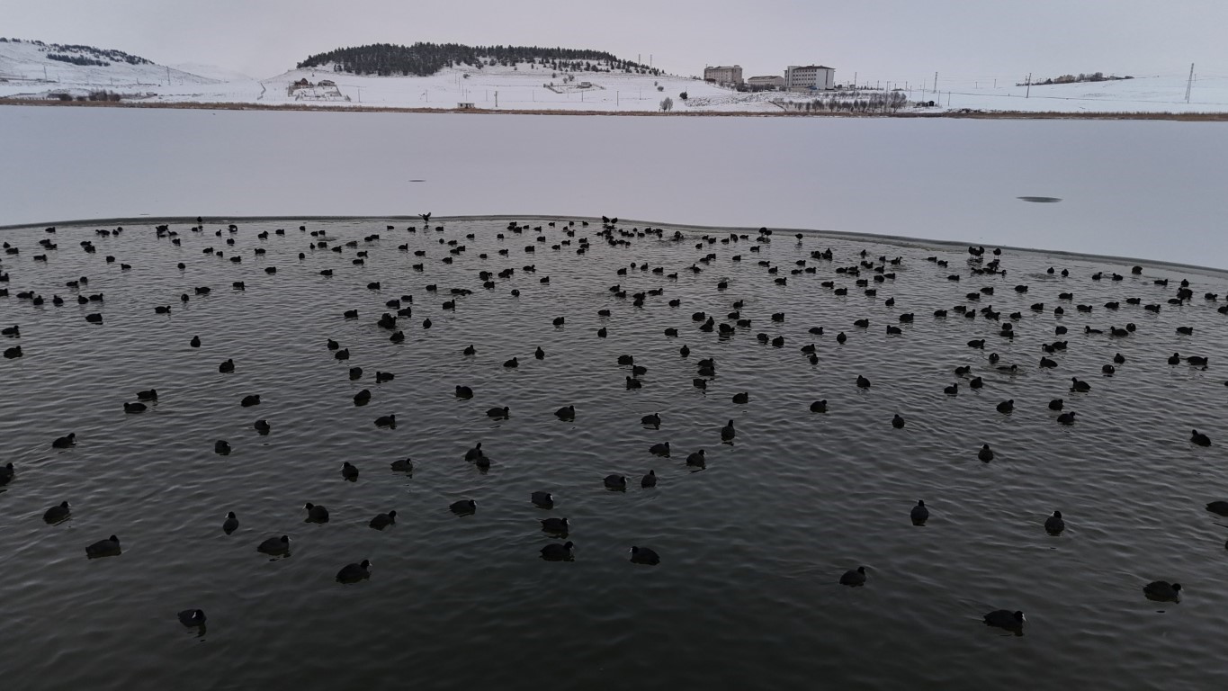 Göl buz tuttu, kuşlar görsel şölen oluşturdu