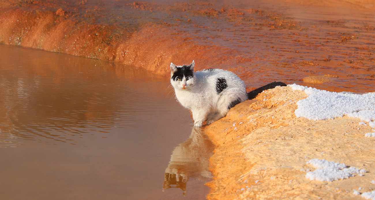 Sibirya soğuğunda adeta donan kedi termal su kenarında ısınmaya çalıştı