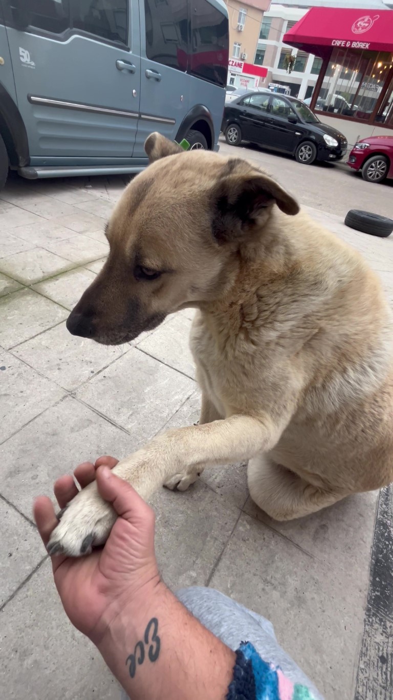Köpek, esnafa vefa borcunu böyle ödedi