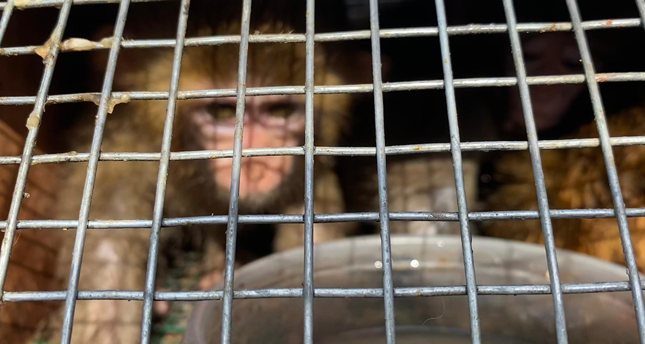 Habur Sınır Kapısı’nda 3 maymun yakalandı