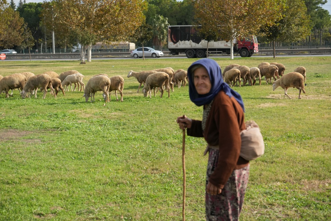 Geçimlerini 44 yıldır kent merkezindeki yeşil alanlarda koyunlarını otlatarak kazanıyorlar