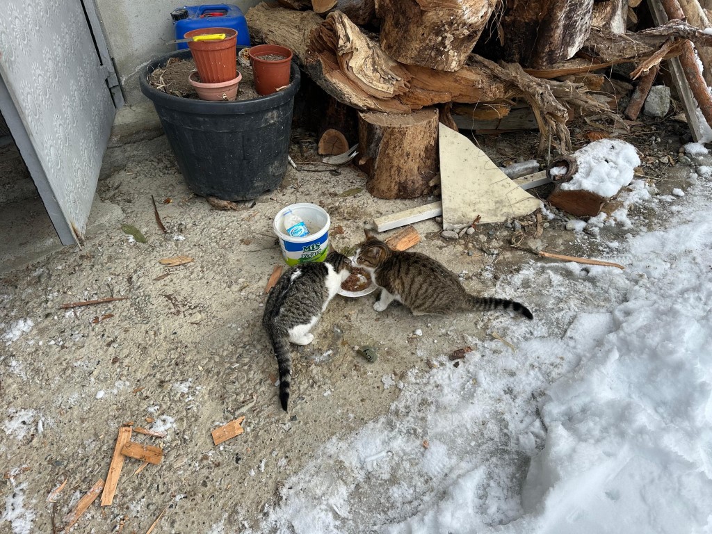 Artvin’de mezrada kar nedeniyle mahsur kalan 4 kedi de kurtarıldı