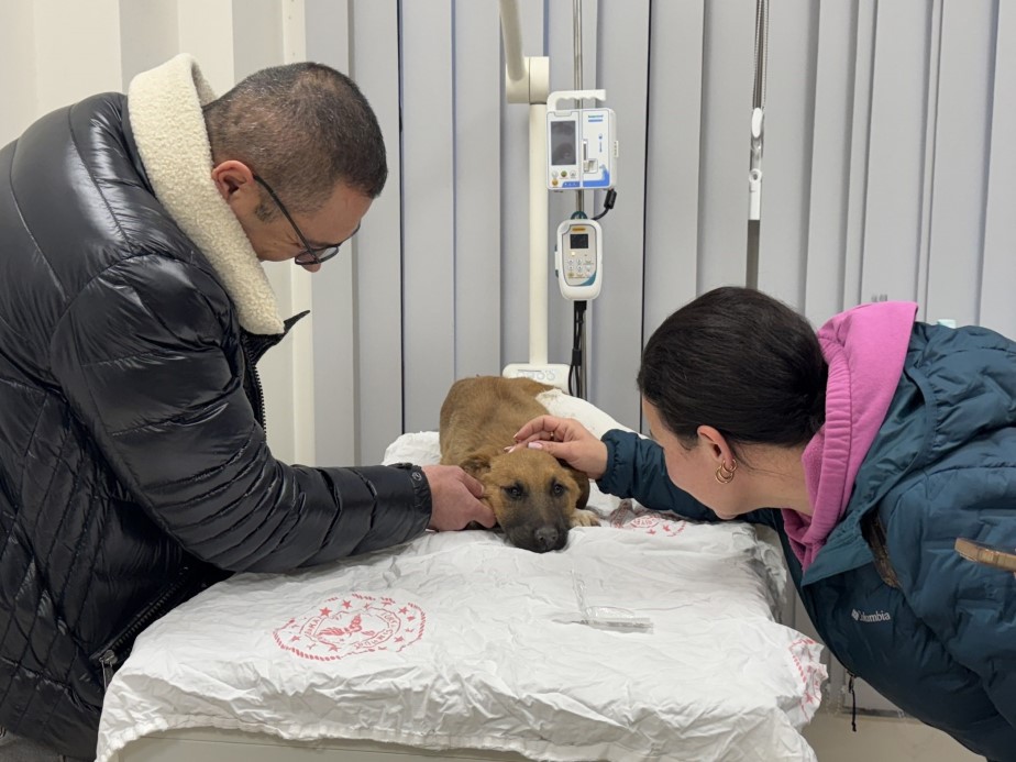 Sokak köpeğine hızlı müdahale gönülleri fethetti