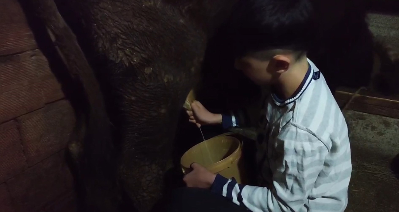 Annesi trafik kazasında yaralanınca ahır işleri ona kaldı