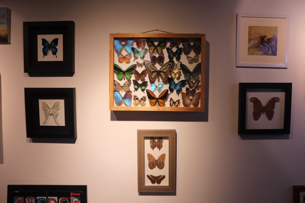 Çizgi filmden etkilendi, eşsiz kelebeklerden koleksiyon oluşturdu
